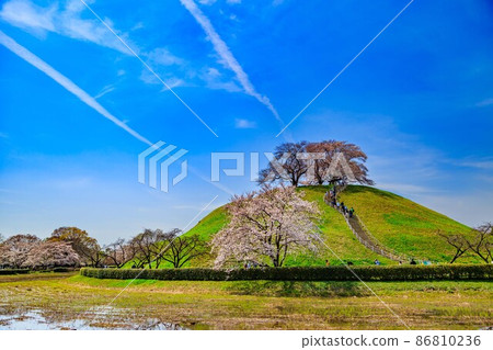 Gyoda City, Saitama Prefecture, Saitama Kofun Group with cherry blossoms in full bloom 86810236
