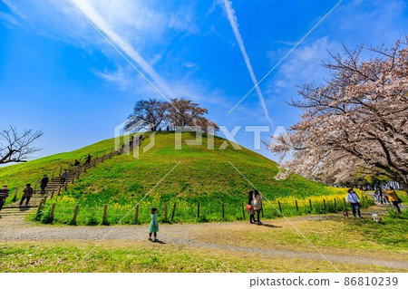 Gyoda City, Saitama Prefecture, Saitama Kofun Group with cherry blossoms in full bloom 86810239