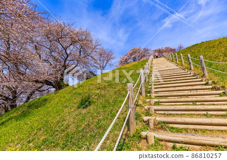 櫻花盛開的埼玉縣行田市埼玉古墳群 櫻花盛開的埼玉縣行田市埼玉古墳群 86810257