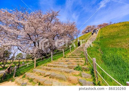Gyoda City, Saitama Prefecture, Saitama Kofun Group with cherry blossoms in full bloom 86810260