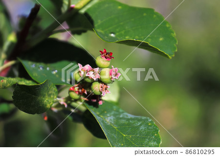 Closeup of the tips of unripe saskatoon berries 86810295