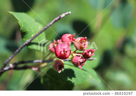 Closeup of pink saskatoon berries on a branch Closeup of pink saskatoon berries on a branch 86810297
