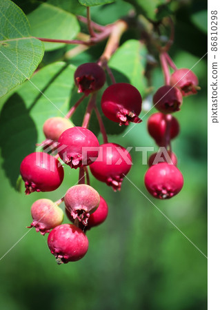 Macro of pink saskatoon berries on a branch Macro of pink saskatoon berries on a branch 86810298