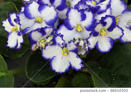 Closeup of blue and white african violet blossoms Closeup of blue and white african violet blossoms 86810303