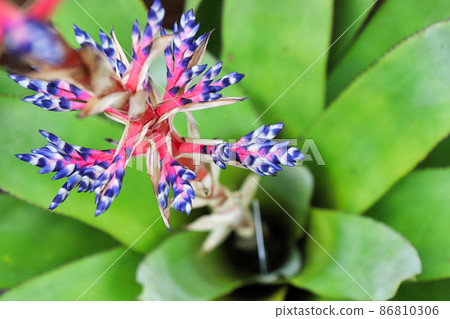 Top view of the flower spear of a del mar aechmea plant 86810306
