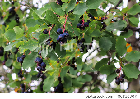 A wide view of ripe purple saskatoon berries in a tree 86810307