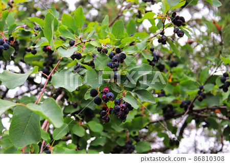 A wide view of ripe purple saskatoon berries in a tree A wide view of ripe purple saskatoon berries in a tree 86810308