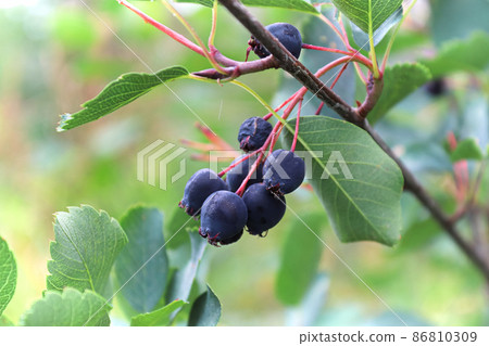 Closeup of ripe and overripe saskatoons hanging in a tree 86810309
