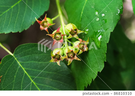 A cluster of green saskatoons after fruit has set A cluster of green saskatoons after fruit has set 86810310