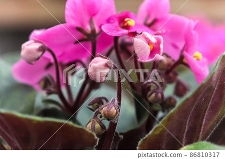 Macro of pink african violet petals opening up Macro of pink african violet petals opening up 86810317