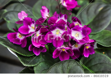 Purple and white african violet flowers between hairy leaves 86810319