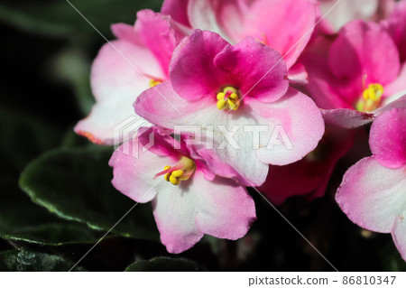 Macro of pink and white african violet flowers Macro of pink and white african violet flowers 86810347
