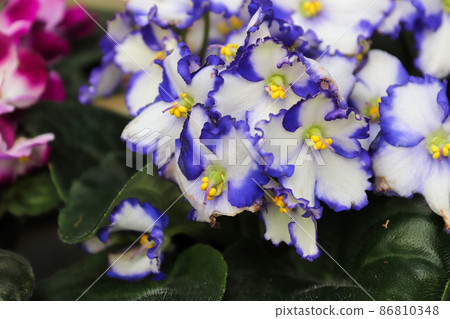 Closeup of blue and white african violet blossoms Closeup of blue and white african violet blossoms 86810348