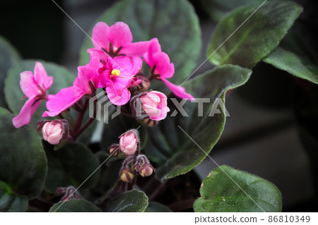 Side view of pink african violet buds on peduncles Side view of pink african violet buds on peduncles 86810349