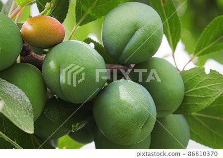 Macro of green plums clinging to branches Macro of green plums clinging to branches 86810370