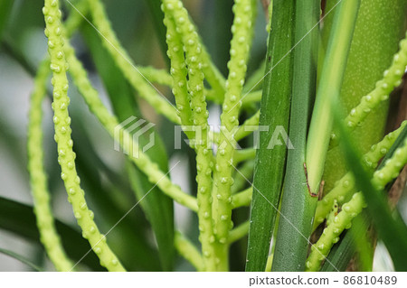Macro of the flower stems on a bamboo palm Macro of the flower stems on a bamboo palm 86810489