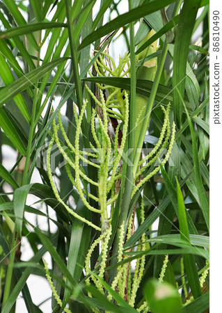 Vertical photo of flower stems on a bamboo palm Vertical photo of flower stems on a bamboo palm 86810490