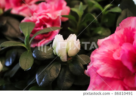 Two white azalea flower buds between pink flowers Two white azalea flower buds between pink flowers 86810491
