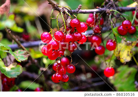 A bunch of red currants hanging on a branch 86810516