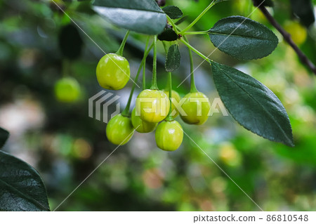 Closeup of green sour cherries hanging on a branch 86810548