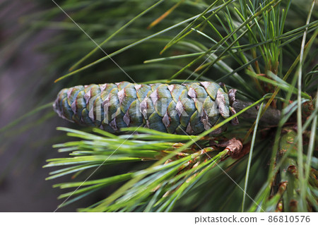 Side view of a long young pine cone on a branch Side view of a long young pine cone on a branch 86810576