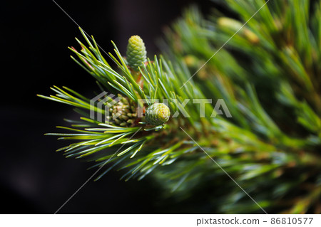 Tiny green pine cones against a black background Tiny green pine cones against a black background 86810577