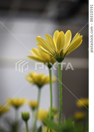 Vertical of a side view of multiple osteospermums Vertical of a side view of multiple osteospermums 86810591