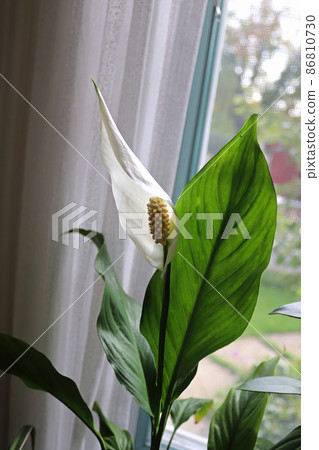 Vertical photo of a white peace lily blossom Vertical photo of a white peace lily blossom 86810730
