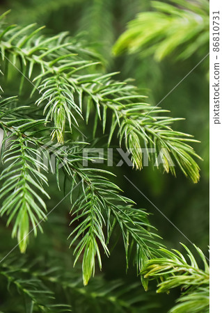 Macro view of delicate branches on a norfolk pine Macro view of delicate branches on a norfolk pine 86810731