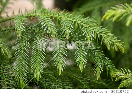Macro view of delicate branches on a norfolk pine Macro view of delicate branches on a norfolk pine 86810732