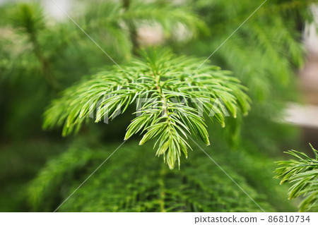Macro view of delicate branches on a norfolk pine 86810734