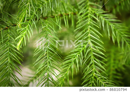 Macro view of delicate branches on a norfolk pine 86810794