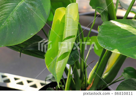 New leaves on a monstera plant without holes 86810811