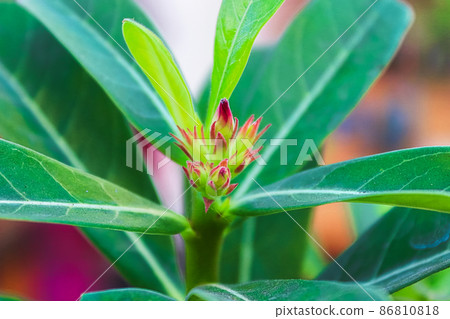 Closeup of desert rose flower buds on a plant tip 86810818