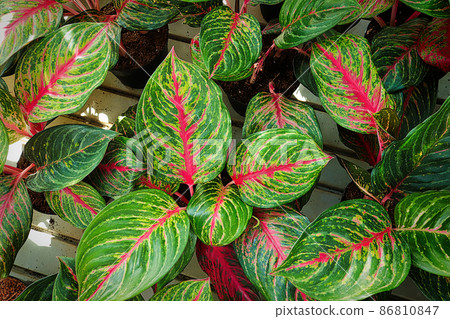 Top view of pink and green aglaonema leaves Top view of pink and green aglaonema leaves 86810847