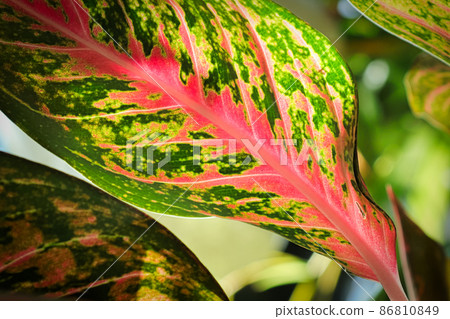 Macro of the speckled varigation on an Chinese Evergreen plant 86810849