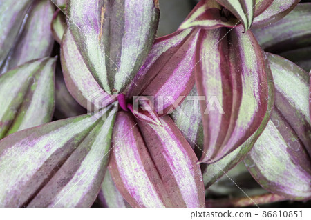 Closeup of varigated leaves on a Wandering Jew Closeup of varigated leaves on a Wandering Jew 86810851