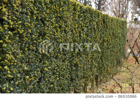 Japanese holly hedge Japanese holly hedge 86810866