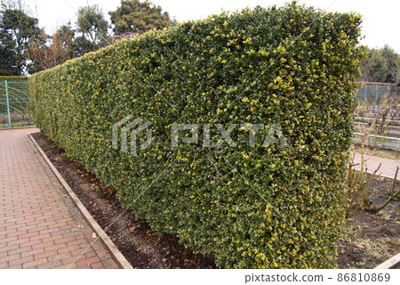 Japanese holly hedge 86810869