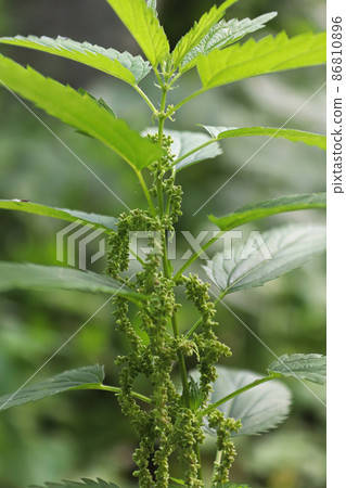 Closeup of stinging nettle with hanging flowers Closeup of stinging nettle with hanging flowers 86810896