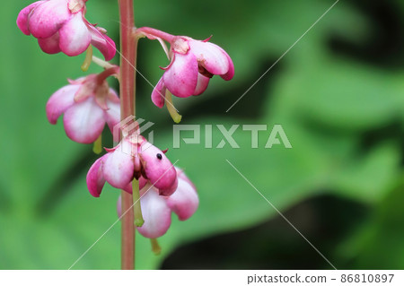 macro of delicate flowers on a pink wintergreen plant macro of delicate flowers on a pink wintergreen plant 86810897