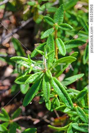 Closeup of labrador tea leaves in the forest Closeup of labrador tea leaves in the forest 86810908