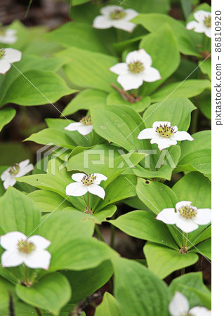 Closeup of Bunchberry Dogwood in full bloom Closeup of Bunchberry Dogwood in full bloom 86810920