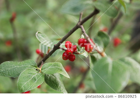 Closeup of ripe red buffaloberries on a shrub branch Closeup of ripe red buffaloberries on a shrub branch 86810925