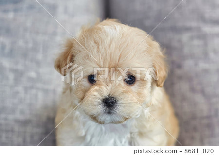 charming brown puppy maltipoo looks at the camera 86811020