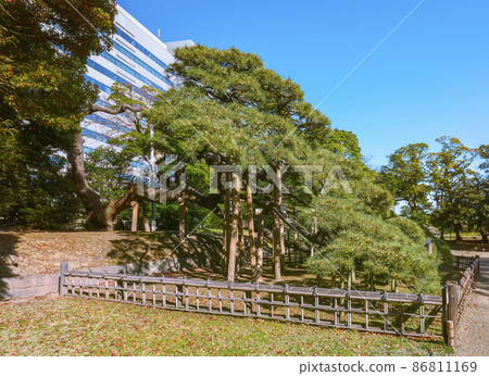 [Tokyo / Kaigan] Tokugawa Ienobu's 300-year-old giant pine tree at Hamarikyu Gardens. 86811169