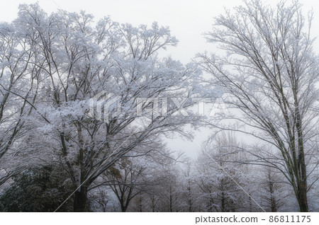 Snowscape of Ibaraki Prefectural History Museum, Mito City, Ibaraki Prefecture 86811175
