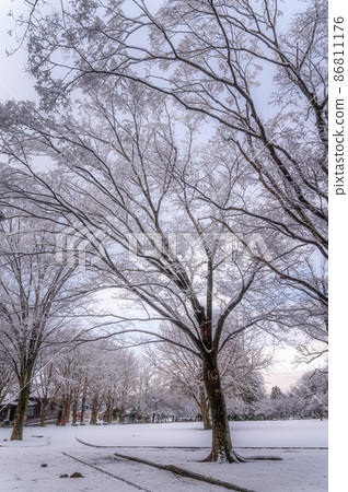 Snowscape of Ibaraki Prefectural History Museum, Mito City, Ibaraki Prefecture 86811176