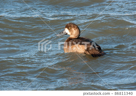 Wigeon, female Wigeon, female 86811340