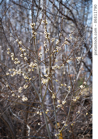 Shining pussy willow female flower Shining pussy willow female flower 86811790